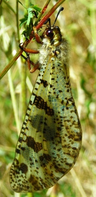Palpares libelluloides